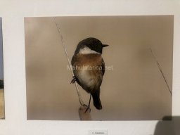 Exposición de aves de la comarca